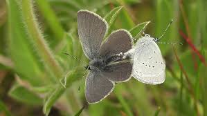 Attēlu rezultāti vaicājumam “Cupido minimus”