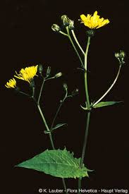 Attēlu rezultāti vaicājumam “Crepis paludosa leaf”