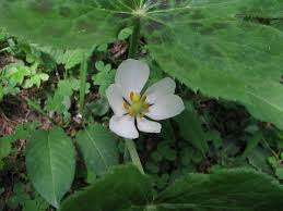 Attēlu rezultāti vaicājumam “Podophyllum hexandrum flower”