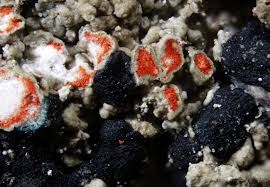 Attēlu rezultāti vaicājumam “Mycoblastus sanguinarius”