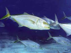 Image result for Caranx bartholomaei