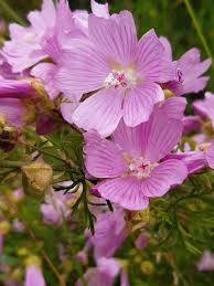 Attēlu rezultāti vaicājumam “Malva moschata flower”