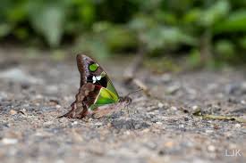 Attēlu rezultāti vaicājumam “Theclinae”