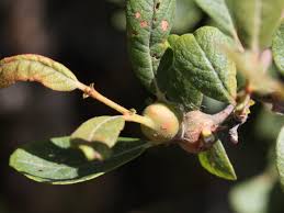 Attēlu rezultāti vaicājumam “Rabdophaga salicis”