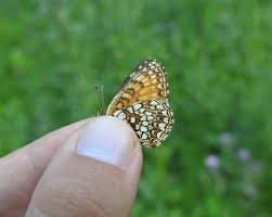 Attēlu rezultāti vaicājumam “Melitaea diamina”
