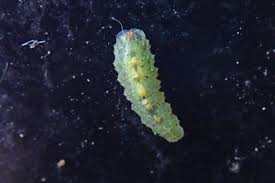 Attēlu rezultāti vaicājumam “Syrphus sp. larva”