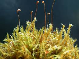 Attēlu rezultāti vaicājumam “Campylium stellatum sporophyte”