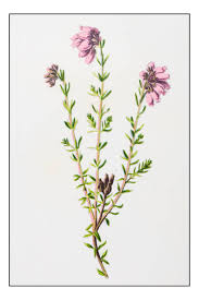 Attēlu rezultāti vaicājumam “Erica tetralix fruit”