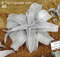 Attēlu rezultāti vaicājumam “Diachea sp.”