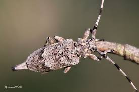 Attēlu rezultāti vaicājumam “Acanthocinus aedilis”