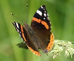 Attēlu rezultāti vaicājumam “Vanessa atalanta”