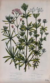 Attēlu rezultāti vaicājumam “Galium album”