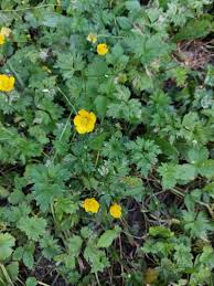 Attēlu rezultāti vaicājumam “Ranunculus repens flower”