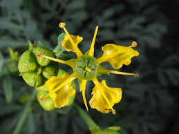 Image result for Ruta graveolens