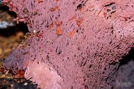 Attēlu rezultāti vaicājumam “Arcyria stipata macro”