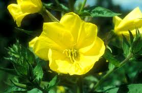 Image result for Nachtkerze