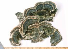 Attēlu rezultāti vaicājumam “Trametes versicolor”