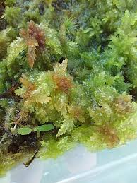 Attēlu rezultāti vaicājumam “Sphagnum palustre”