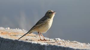Image result for Anthus campestris