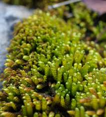 Attēlu rezultāti vaicājumam “Pseudotaxiphyllum elegans macro”