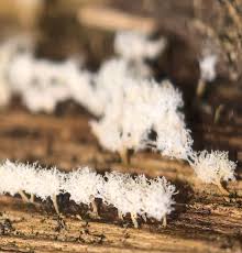 Attēlu rezultāti vaicājumam “Comatricha sp.”