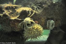 Image result for Lithodes maja