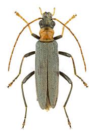 Attēlu rezultāti vaicājumam “Oedemera femorata”