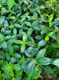 Attēlu rezultāti vaicājumam “Vinca minor leaf”