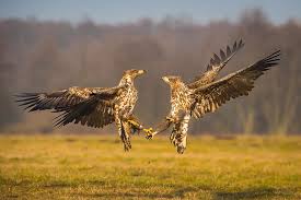 Image result for Haliaeetus albicilla