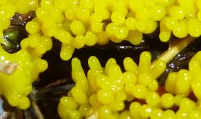 Attēlu rezultāti vaicājumam “Physarum cinereum young”