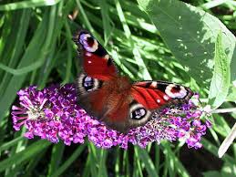 images?qtbnANd9GcTA23j59yDOIEAh0Zewkpxl4bDgxaVmmojxgkhAEz oo l7BuRu