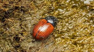 Attēlu rezultāti vaicājumam “Aphodius sp.”