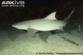 Image result for Negaprion acutidens