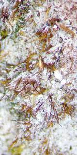 Attēlu rezultāti vaicājumam “Seligeria donniana sporophyte”