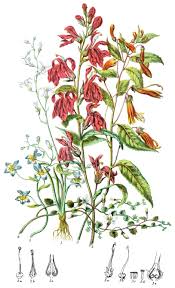 Attēlu rezultāti vaicājumam “Lobeliaceae”