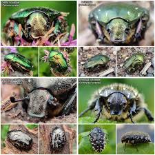 Attēlu rezultāti vaicājumam “Liocola lugubris”