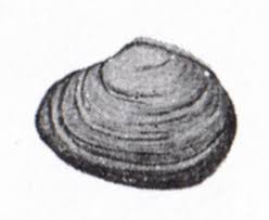 Attēlu rezultāti vaicājumam “Macoma baltica”