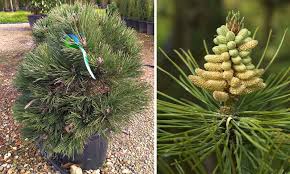 Attēlu rezultāti vaicājumam “Pinus nigra fruit”