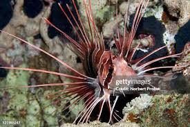Image result for Pterois radiata