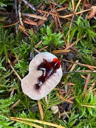 Attēlu rezultāti vaicājumam “Hydnellum ferrugineum”