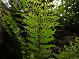 Attēlu rezultāti vaicājumam “Polystichum braunii”
