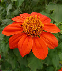 Attēlu rezultāti vaicājumam “Helianthemum nummularium flower”