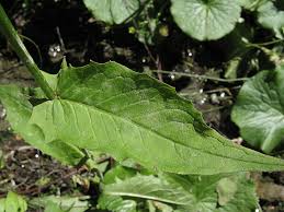 Attēlu rezultāti vaicājumam “Crepis paludosa leaf”