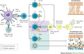Attēlu rezultāti vaicājumam “Pemphigus borealis”