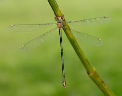 Attēlu rezultāti vaicājumam “Chalcolestes viridis”