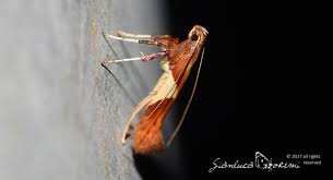 Attēlu rezultāti vaicājumam “Gracillariidae”