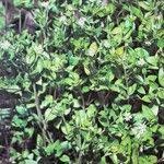 Attēlu rezultāti vaicājumam “Moehringia trinervia leaf”