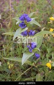 Attēlu rezultāti vaicājumam “Gentiana cruciata bud”