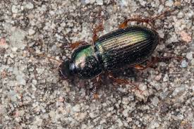 Attēlu rezultāti vaicājumam “Harpalus sp.”