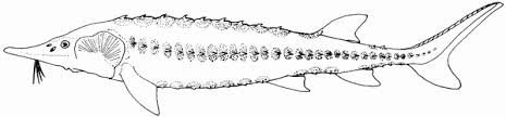 Image result for Acipenser oxyrinchus oxyrinchus